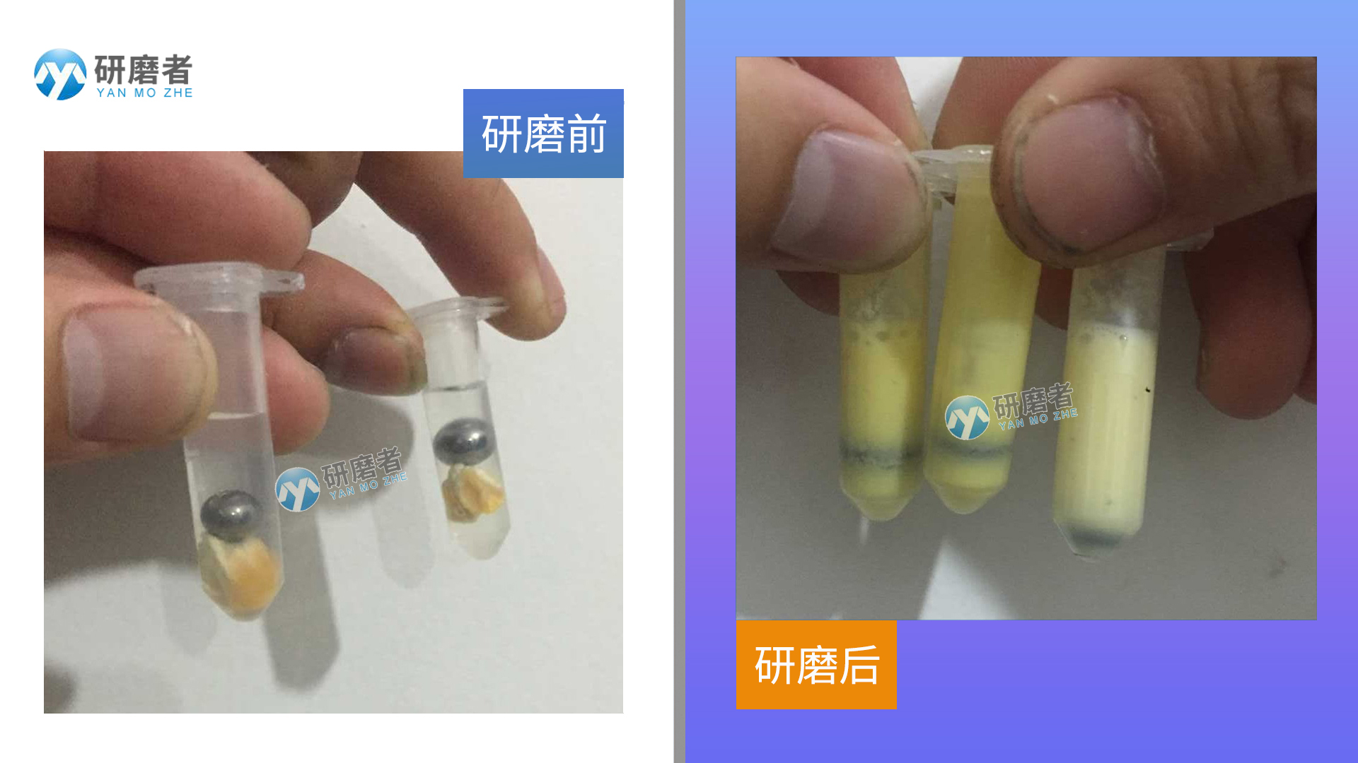 冷冻组织研磨仪研磨图